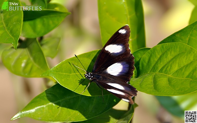 Danaid Eggfly